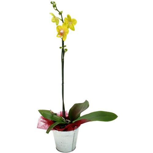 Orchidée ORCHIDEE JAUNE 1 BRANCHE