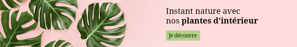 Collection de plantes d'intérieur
