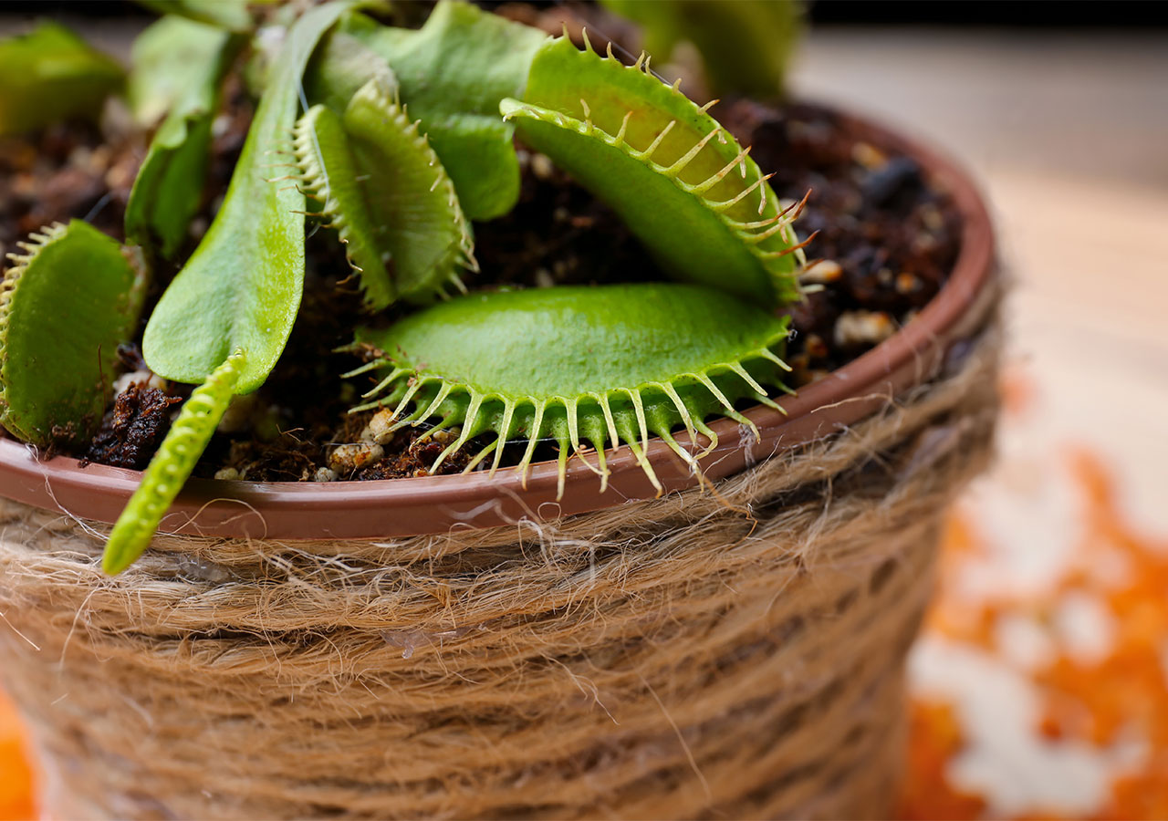 Osez les plantes carnivores pour votre intérieur !