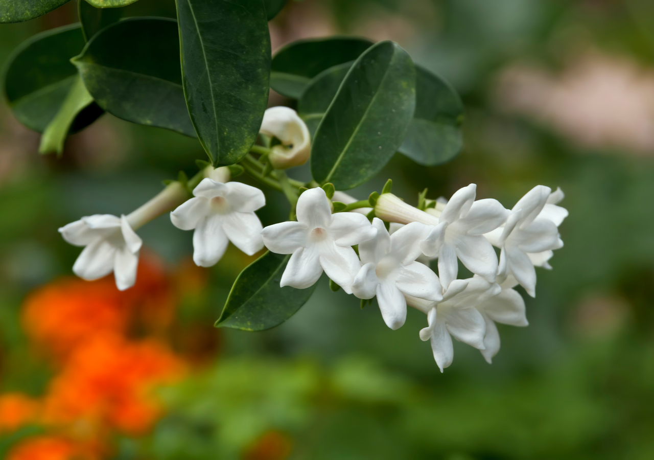 La signification du jasmin