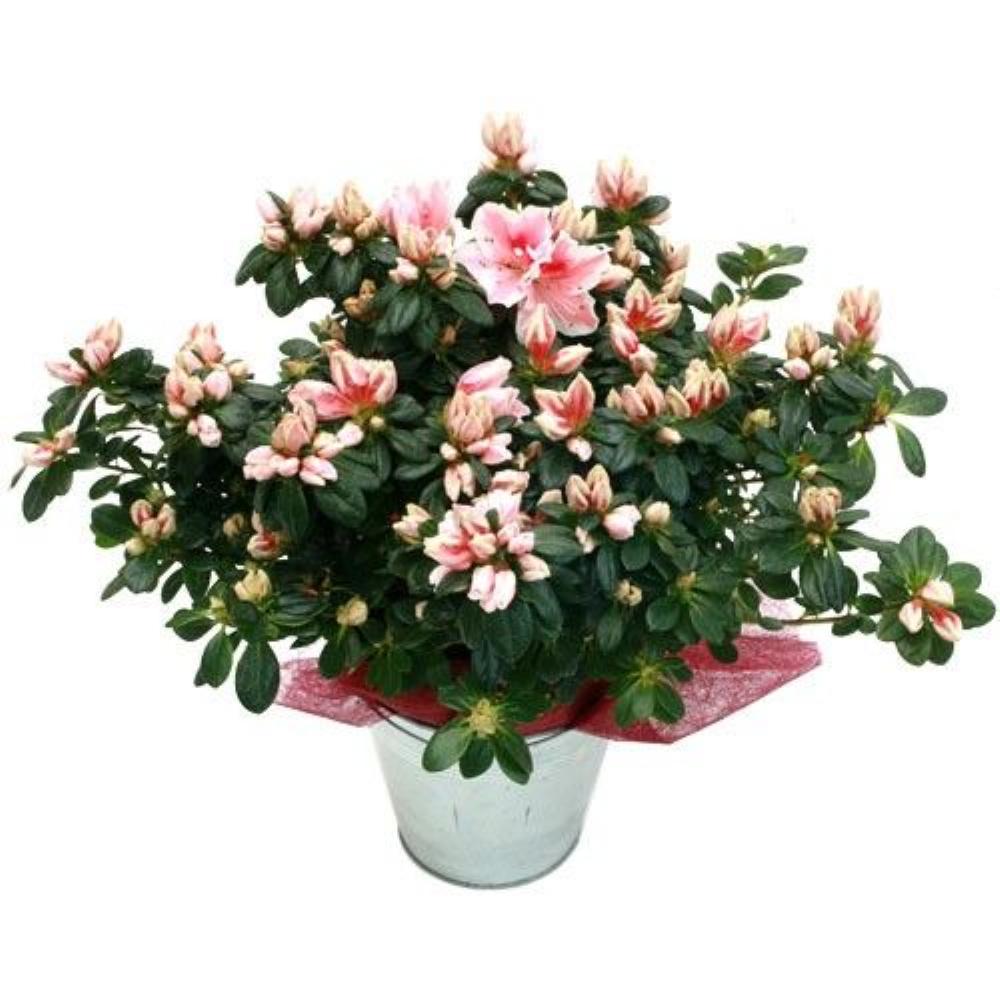 Plante fleurie AZALEE