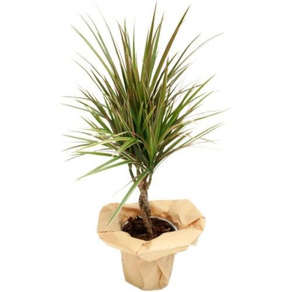 Plantes DRACENA TWISTER