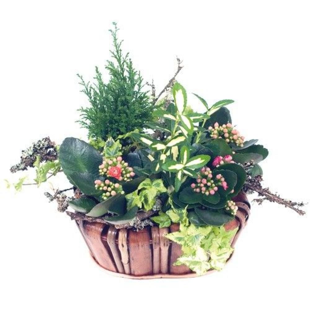 Plantes CORBEILLE NATURE