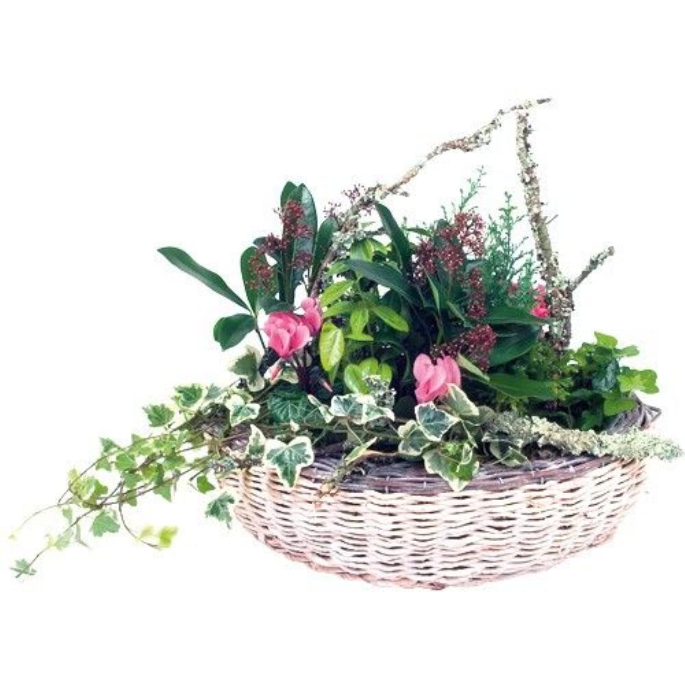 Plante fleurie PANIER BOISE