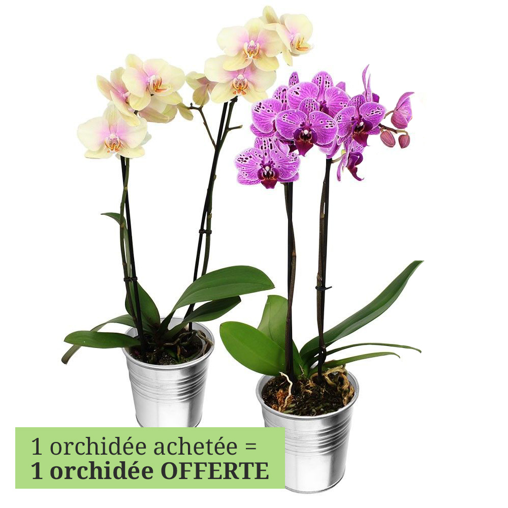 Orchidée 2 ORCHIDEES 2 BRANCHES + COEUR EN CHOCOLAT
