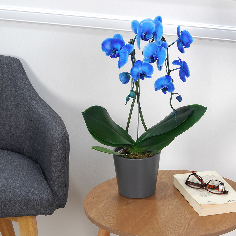 Cadeaux Gourmands ORCHIDEE BLEUE 2 BRANCHES + COEUR EN CHOCOLAT