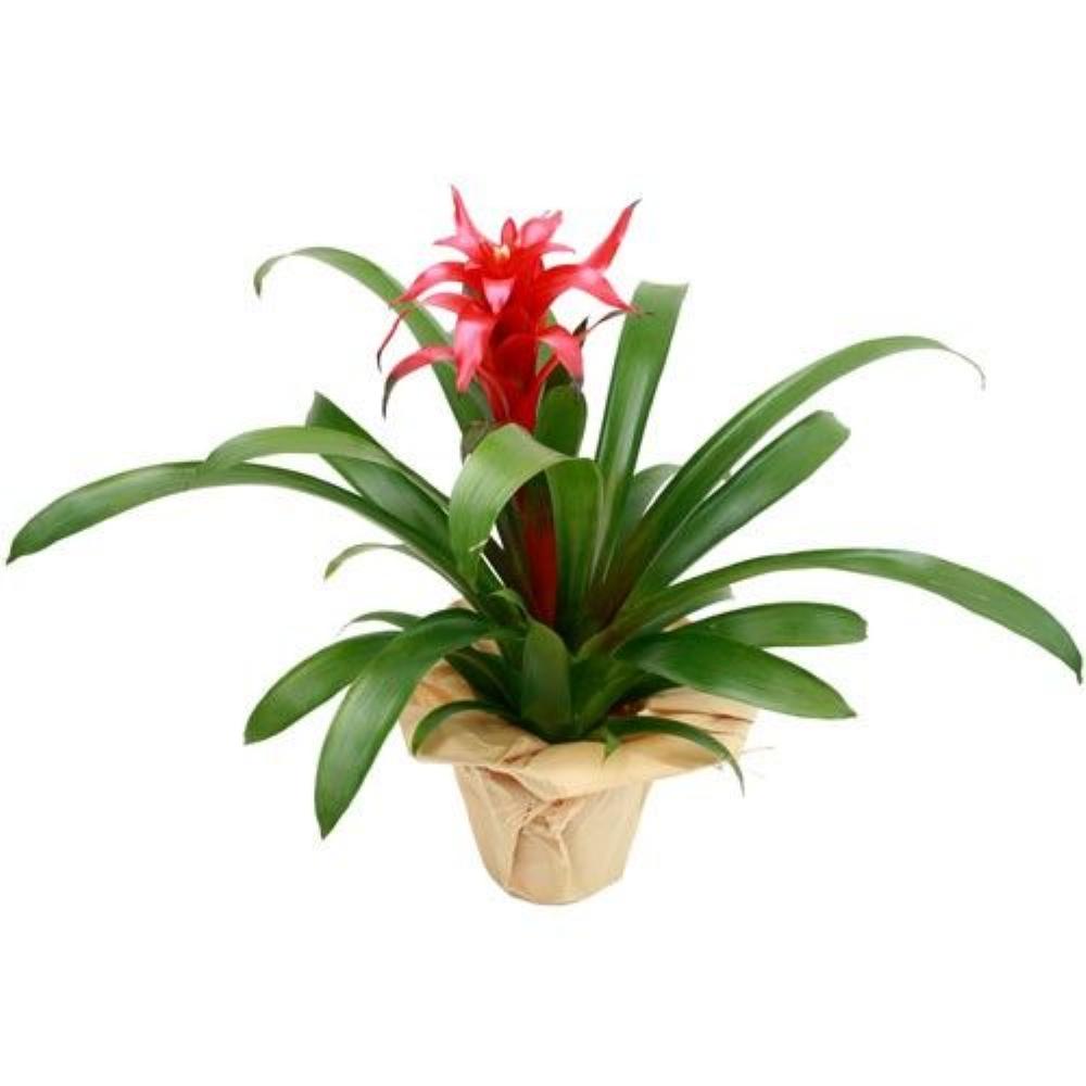 Plantes GUZMANIA