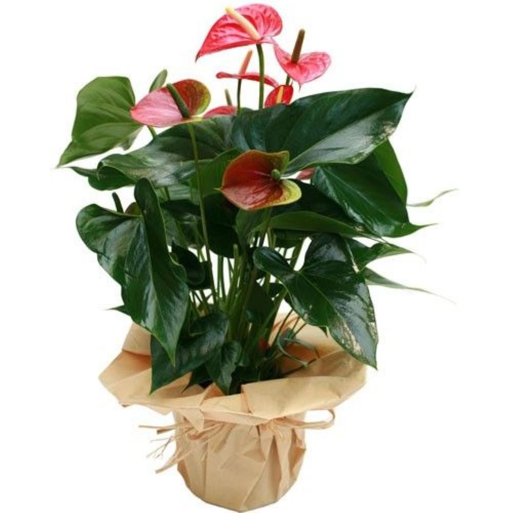 Plantes ANTHURIUM