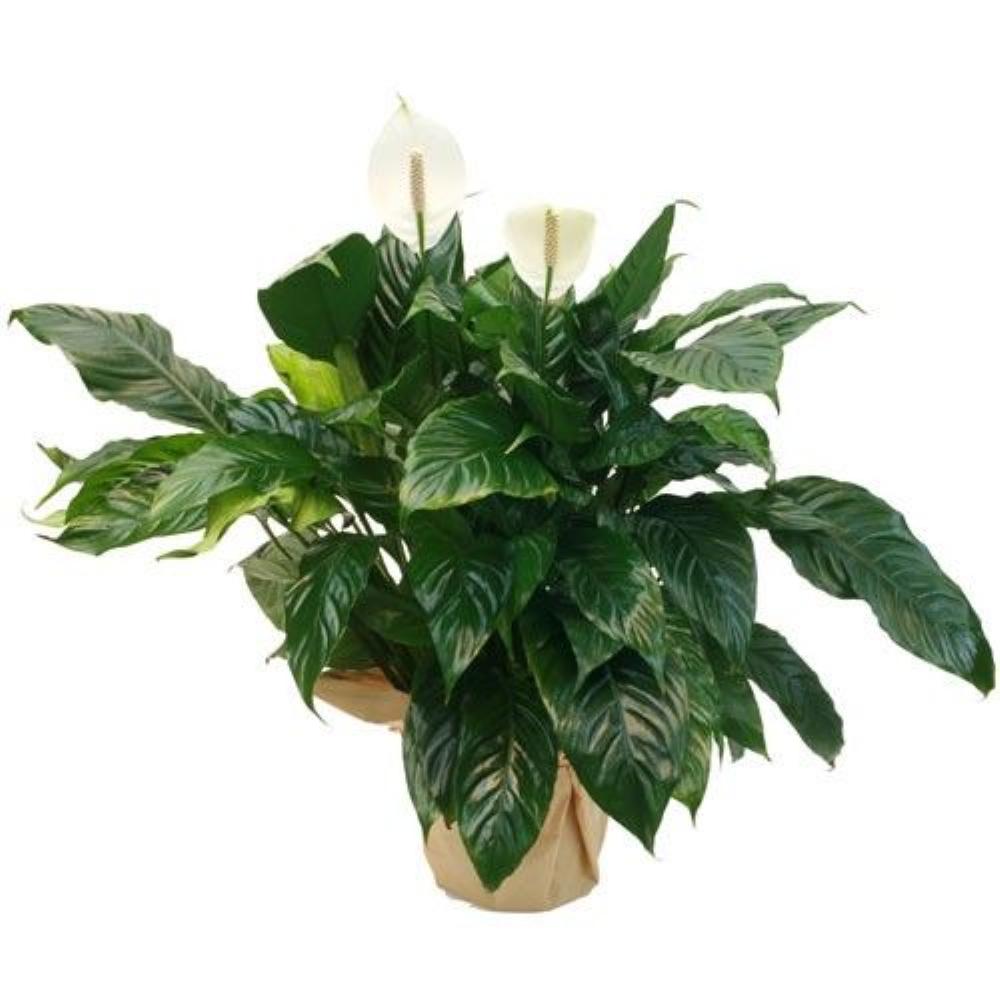 Plantes SPATHIPHYLLUM