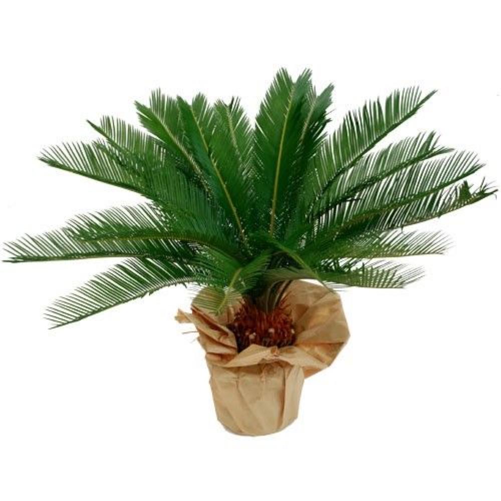 Plantes CYCAS