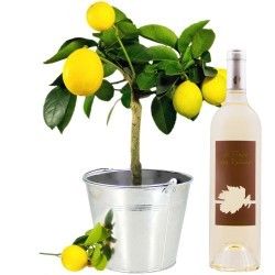CITRONNIER + VIN BLANC 75CL CITRONNIER + VIN BLANC 75CL