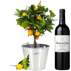 CALAMONDIN + VIN ROUGE MOUTON CADET CALAMONDIN + VIN ROUGE MOUTON CADET