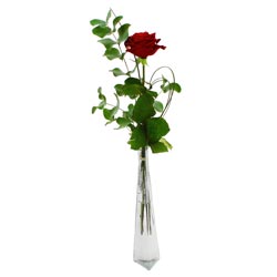 1 ROSE 60CM + SOLIFLOR 1 ROSE 60CM + SOLIFLOR
