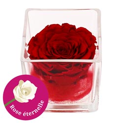 ROSE STABILISEE + POT EN VERRE CARRE ROSE STABILISEE + POT EN VERRE CARRE