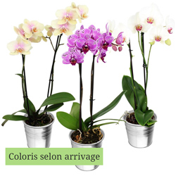 1 ORCHIDEE 2 BRANCHES 1 ORCHIDEE 2 BRANCHES