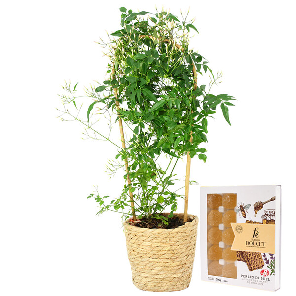 Fleurs et cadeaux JASMIN + POT + PERLES DE MIEL