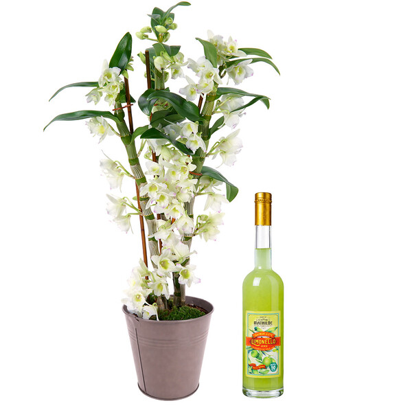 Fleurs et cadeaux DENDROBIUM BLANC + POT + LIMONELLO VERDE