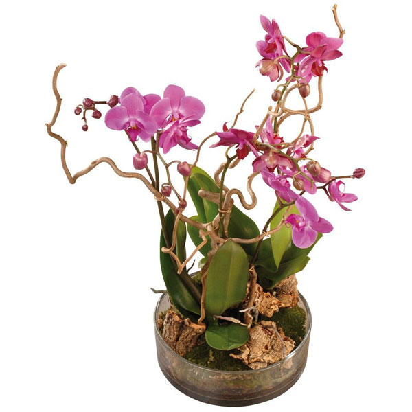 Plantes FRIVOLE