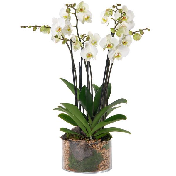 Plantes ORCHIDEE BLANCHE 4 BRANCHES