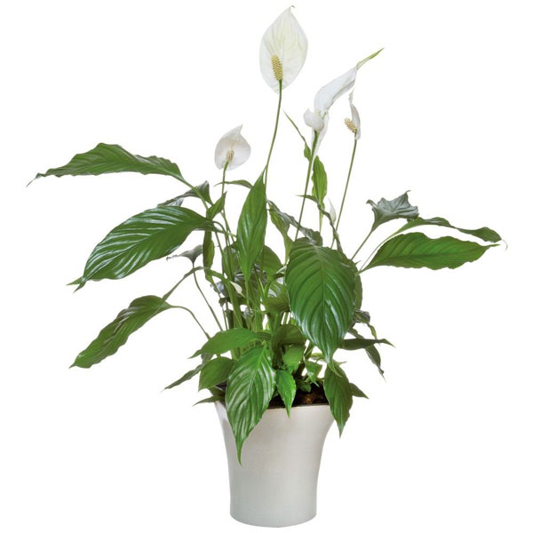 Plantes SPATHIPHYLLUM
