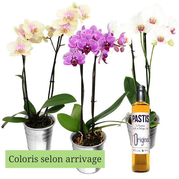 Cadeaux insolites 1 ORCHIDEE 2 BRANCHES + PASTIS OR