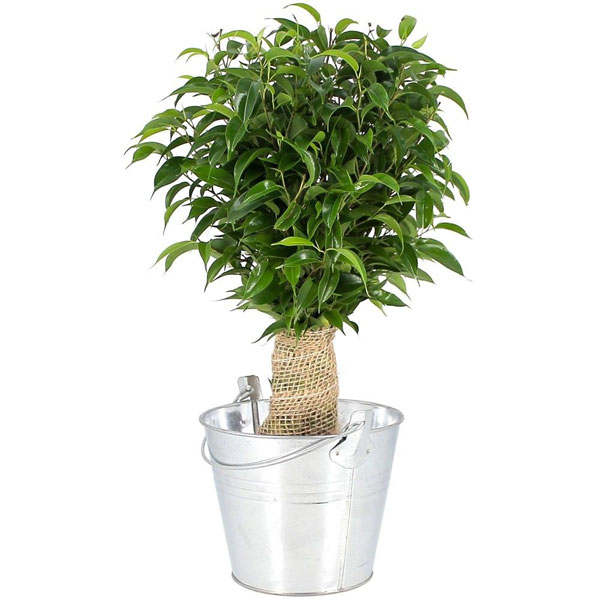 Plantes BONSAI FICUS