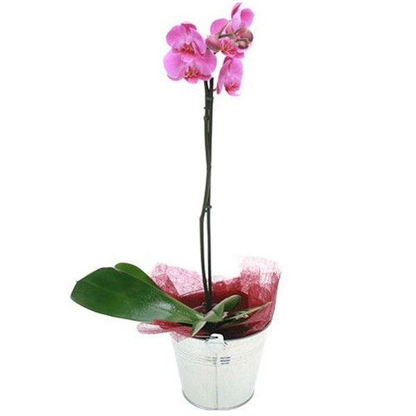 Plantes ORCHIDEE 1 BRANCHE FUCHSIA