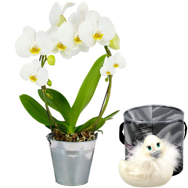 Cadeaux Sexy ORCHIDEE ANSE BLANCHE + CANARD VIBRANT