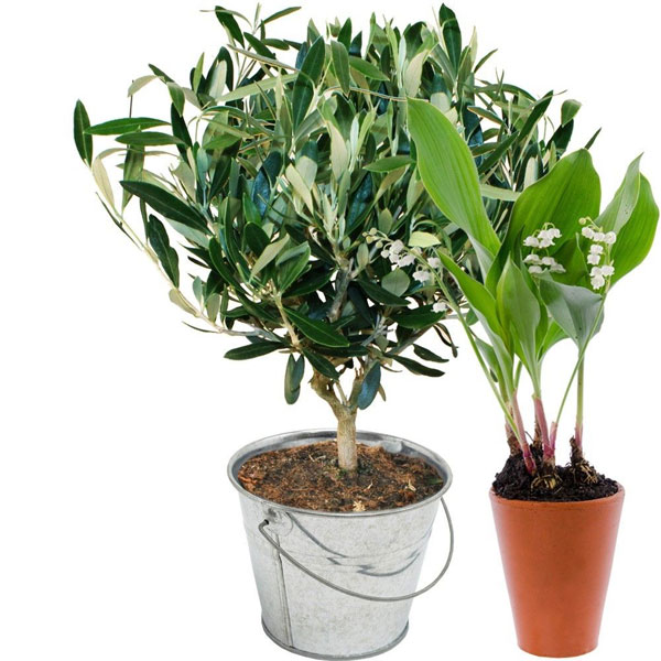 Cadeaux insolites OLIVIER + POT DE MUGUET 3 BRINS