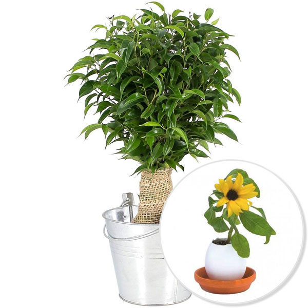 Cadeaux insolites BONSAI FICUS + TOURNESOL DANS SON OEUF
