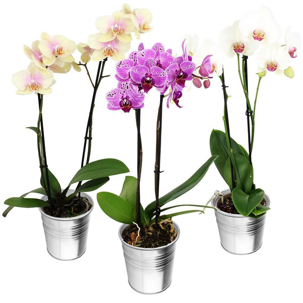 Cadeaux insolites 1 ORCHIDEE 2 BRANCHES + VIN LILI ROSE