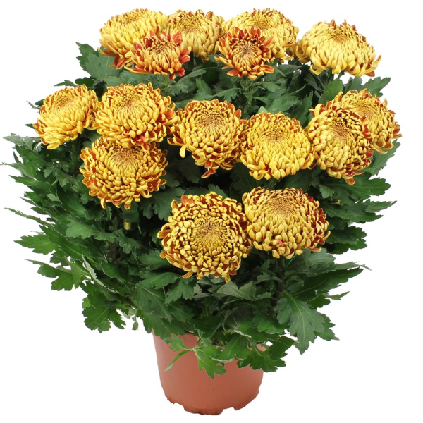 Plantes Deuil CHRYSANTHEME OR