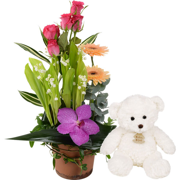 Composition MUGGHETO + OURSON