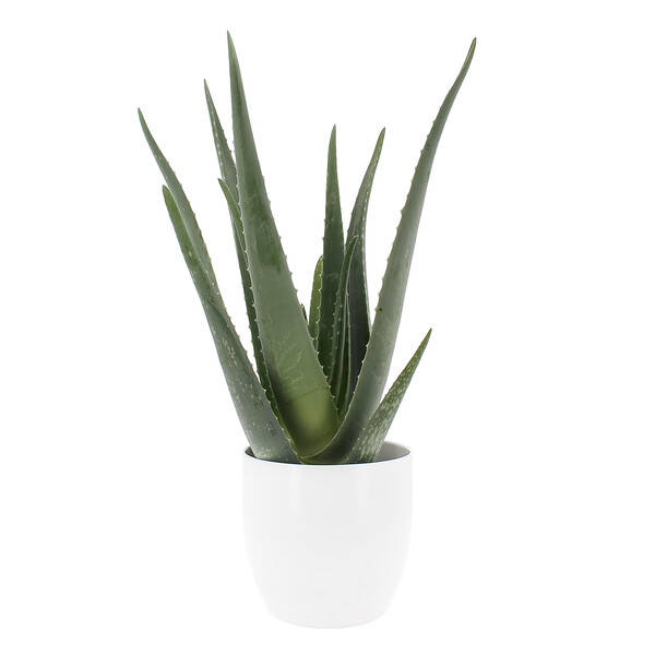 Plantes et Arbustes ALOE VERA + POT CERAMIQUE