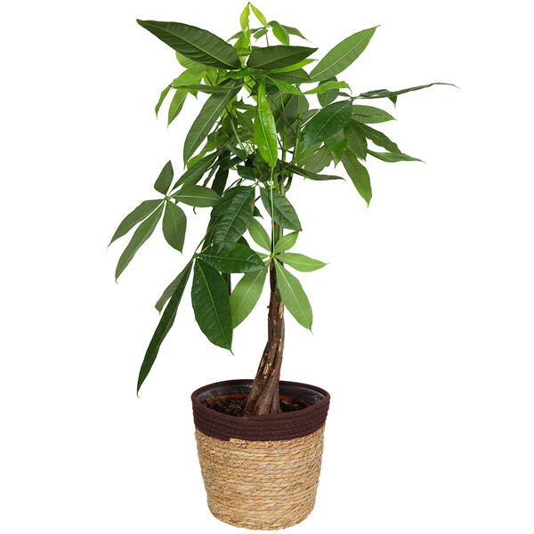 Plantes PACHIRA AQUATICA + POT