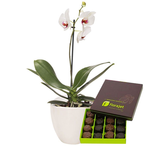 Cadeaux Gourmands ORCHIDEE BLANCHE 1 BRANCHE + CHOCOLATS