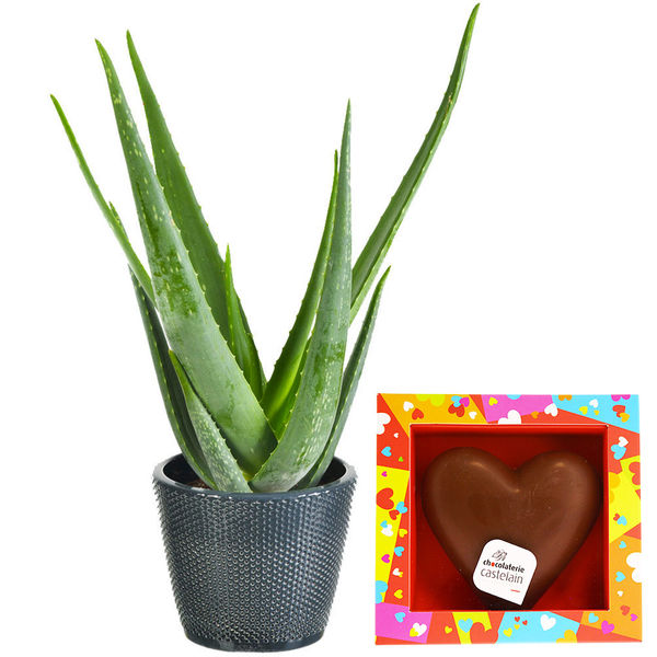 Cadeaux Gourmands "ALOE VERA + POT CERAMIQUE + COEUR" Livraison Express Florajet