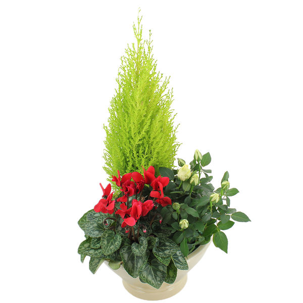 Plantes Deuil AFFINITE
