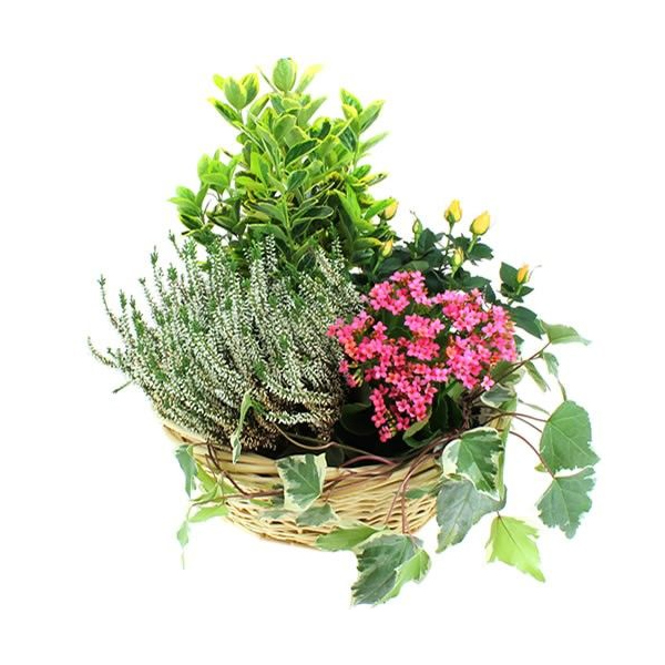 Plantes Deuil COMPOSITION SOLENNELLE