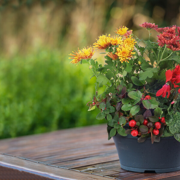 Plantes Deuil TEMOIGNAGE