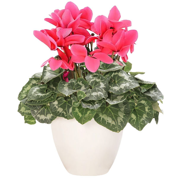 Plantes CYCLAMEN ROSE