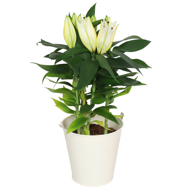 Plantes LYS EN POT