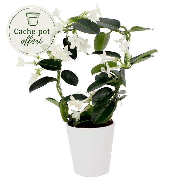 Plantes STEPHANOTIS