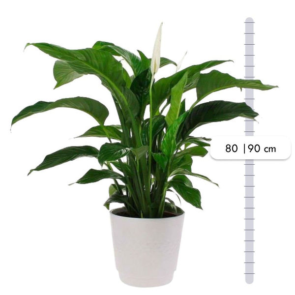 Plantes SPATHIPHYLLUM