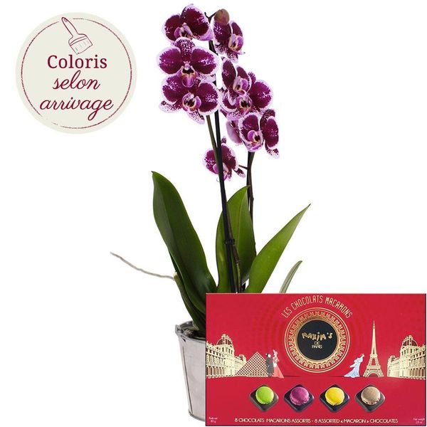 Fleurs et cadeaux ORCHIDEE 2 BRANCHES + COFFRET MACARON