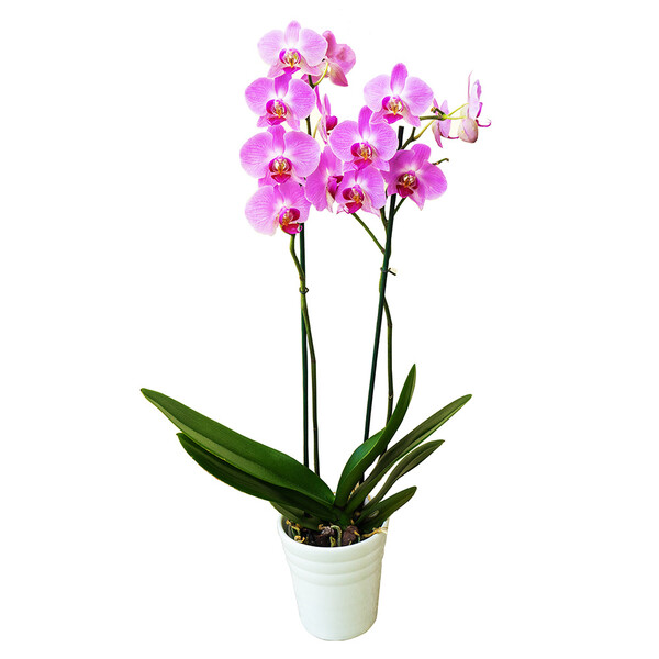 Plantes ORCHIDEE 2 BRANCHES