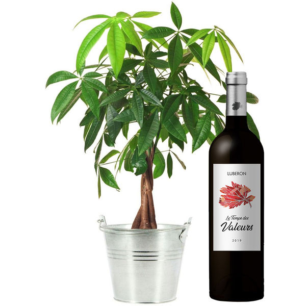 Cadeaux insolites PACHIRA + POT + VIN ROUGE DU LUBERON