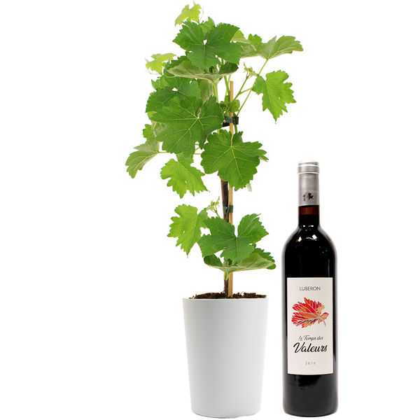 Plantes PIED DE VIGNE + VIN ROUGE