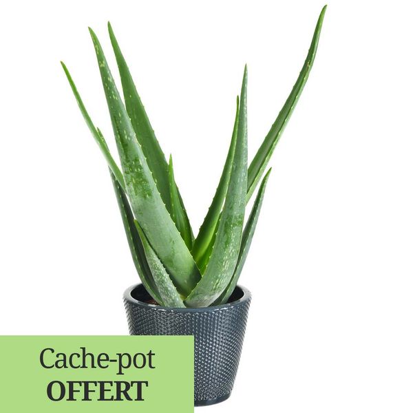 Plantes d'intérieur ALOE VERA + POT CERAMIQUE + VIN ROUGE