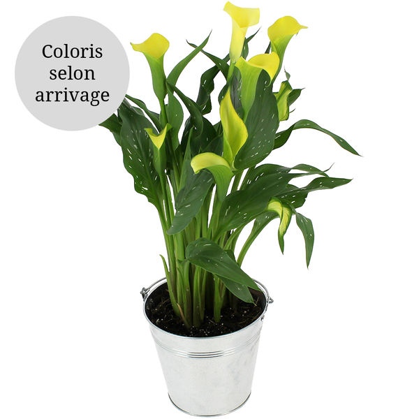 Plantes d'intérieur ARUM + VIN ROUGE